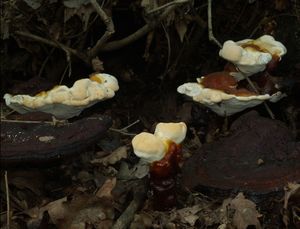 Lesklokorka lesklá - Ganoderma lucidum (Curtis) P. Karst. 1881