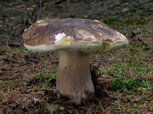 Hřib smrkový - Boletus edulis Bull. 1782