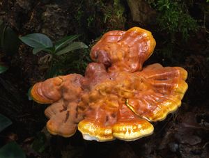 Lesklokorka lesklá - Ganoderma lucidum (Curtis) P. Karst. 1881