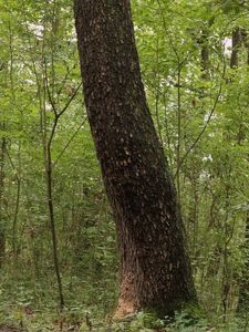 Jeřáb břek (Sorbus torminalis)