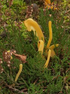 Kyjanka hlínová - Clavaria argillacea Pers.