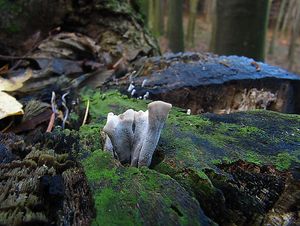 Klikni pro velký obrázek