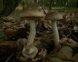 Polnička raná - Agrocybe praecox  (Pers.) Fayod 1889