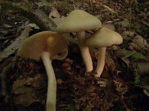 Polnička raná - Agrocybe praecox  (Pers.) Fayod 1889