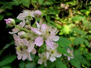 Ostružiník obecný (Rubus fruticosus)