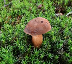 Klikni pro velký obrázek