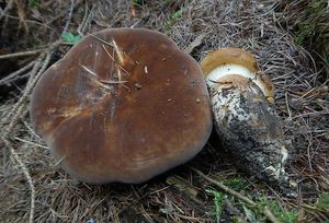 Klikni pro velký obrázek