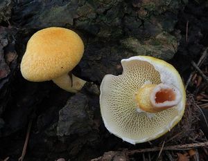 Klikni pro velký obrázek