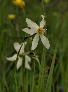 Narcis hvězdovitý (Narcissus poëticus subsp. radiiflorus (Salisb)