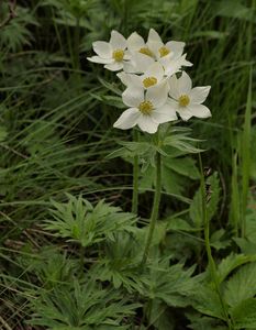 Sasanka narcisokvětá (Anemone narcisissiflora L.)