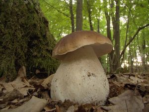 Hřib smrkový - Boletus edulis Bull. 1782