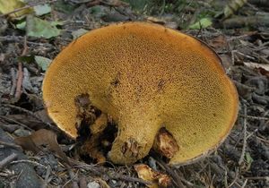 Klikni pro velký obrázek