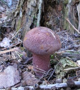 Klikni pro velký obrázek