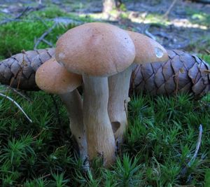 Klikni pro velký obrázek