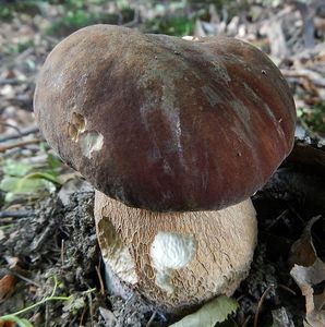 Klikni pro velký obrázek