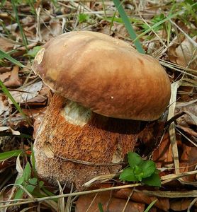 Klikni pro velký obrázek