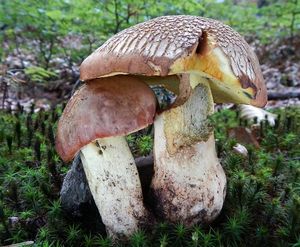 Klikni pro velký obrázek