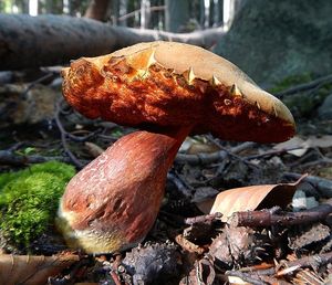 Klikni pro velký obrázek