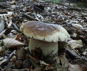 Klikni pro velký obrázek