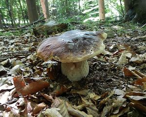 Klikni pro velký obrázek