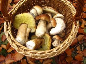 Klikni pro velký obrázek