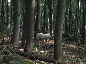 Klikni pro velký obrázek