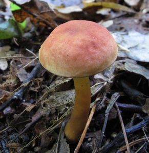 Klikni pro velký obrázek