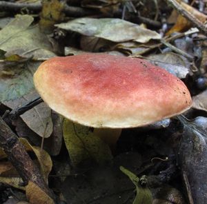 Klikni pro velký obrázek