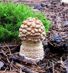 Muchomůrka královská - Amanita regalis (Fr.) Michael 1904