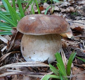 Klikni pro velký obrázek