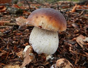 Klikni pro velký obrázek