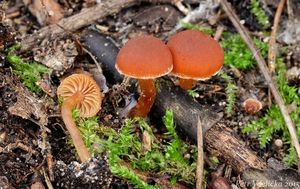 Klikni pro velký obrázek