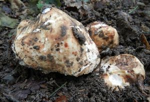 Klikni pro velký obrázek