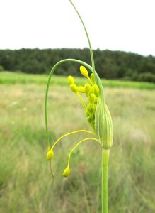 Česnek žlutý (Allium flavum)