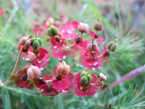 Pryšec chvojka (Euphorbia cyparissias)