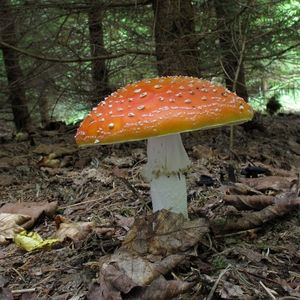 Klikni pro velký obrázek