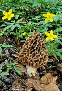 Klikni pro velký obrázek