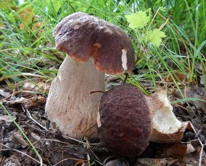 Klikni pro velký obrázek