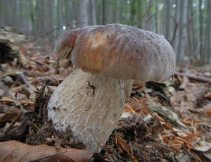 Klikni pro velký obrázek