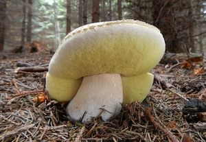 Klikni pro velký obrázek