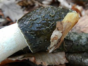 Klikni pro velký obrázek