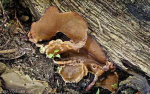 Klikni pro velký obrázek