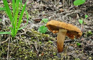 Klikni pro velký obrázek