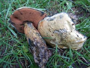 Klikni pro velký obrázek