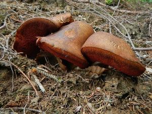 Klikni pro velký obrázek