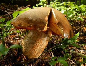 Klikni pro velký obrázek