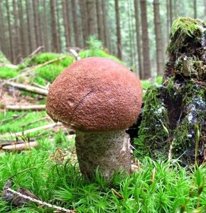 Klikni pro velký obrázek