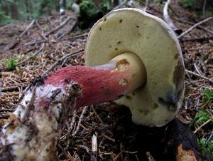 Klikni pro velký obrázek