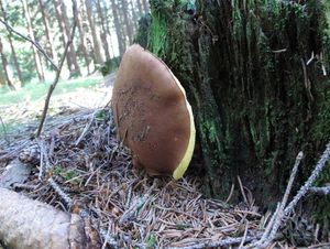 Klikni pro velký obrázek