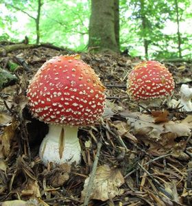 Klikni pro velký obrázek